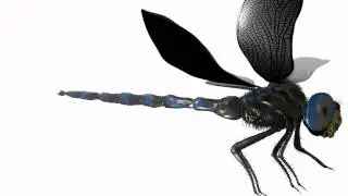 Zbrush Dragonfly