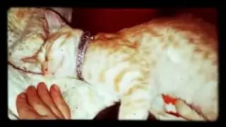 Cutness OVERLOAD, Sleeping Kittens 😍.. Mia & Bella ❤