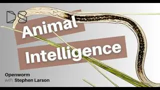 OpenWorm