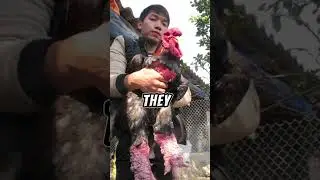 Meet the Dong Tao Chicken: The Rare Bird with Dragon Legs