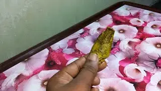 Cat eating fish | cat cute video | eating fish | cufylicy shorty