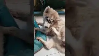 Ticks have sucked my husky pup's blood 