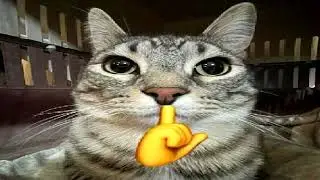 тишины хочу...