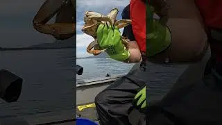 HE LET THE CRAB PINCH HIM (BAD IDEA)