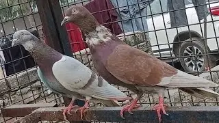 बड़े खिलाड़ियों की पहली पसंद वाले जोड़े !! 7494900384 The Preferred Shoes Of Top Athletes !! PIGEONS