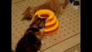 Игрушка для кошки 