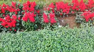 ফুলের বাহার