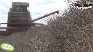 Żniwa 2014 czyli Bizony w Akcji
