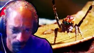 Snoop Dogg Reacts to Spider Dances for His Life (Snoop Dogg Rage Quit Meme)