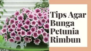 Membuat petunia jadi Rimbun