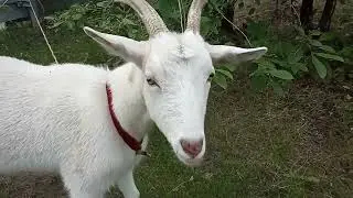 Коза на моём участке  Новости Кургана
