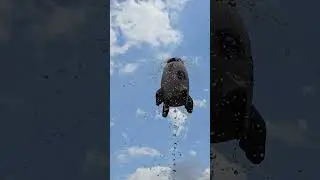 Ракета на водяной тяге