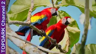 10 Aves Exóticas y Coloridas  de Venezuela