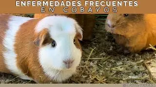 ENFERMEDADES FRECUENTES DE COBAYOS/CUYES/CONEJILLOS DE INDIAS