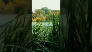 Rainsound #relaxingmusic #natureandrainsoundsforsleeping 🌧️🌧️😴🌧️💤🌧️😴😴🌧️