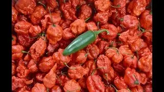 How This Guy Made the World's Hottest Peppers
