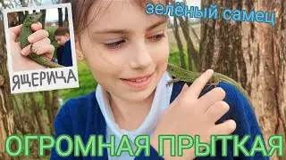 Поймали ОГРОМНУЮ прыткую / Ловля ящериц