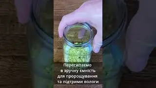 Як пророщувати маш (боби мунг)
