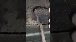 Как открыть шишку ОГНЁМ, добываю семена