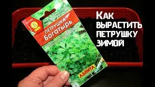 Как вырастить петрушку зимой. Посадила петрушку у батареи.