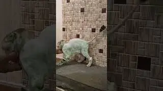 Ласковая кошечка скоттиш-фолд подстриглась на лето./стрижка кошек.