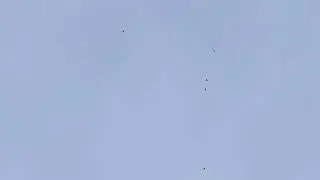 Ижевские голуби. Гоняем 26.04.24.