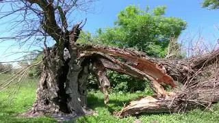 Вишня нахаляву