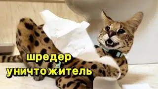 Сервал и туалетная бумага 😹serval cat