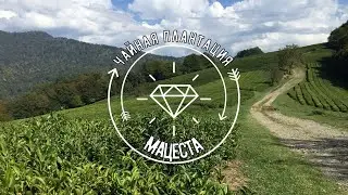 Чайная плантация