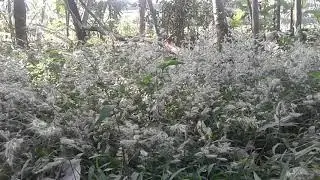 Free Footage or StockShot - Nature
