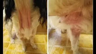 Собака чешется и кусает себя до крови. Вет Ответ