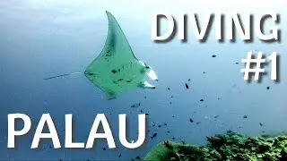 Palau | Diving #1 | German Channel | Micronesia