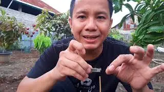 Teknik Sambung pucuk Durian unggul agar Cepat Berbuah. 90% Berhasil...!!