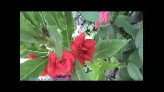 7 10 Balsam plant