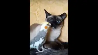 Попугай достаёт кошку! Кошка в шоке))