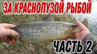 АРКТИЧЕСКИЙ ГОЛЕЦ И КУМЖА. ТУНДРА КОЛЬСКОГО ПОЛУОСТРОВА. ЧАСТЬ 2.