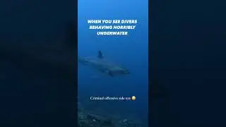 When you see divers behaving badly underwater