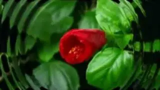 Ирина Шведова.   Люблю навсегда. MPEG.mpg