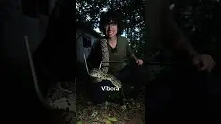 Día 6 Buscando Animales En Uganda #shorts #animales #africa