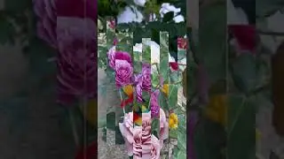 Слайд шоу.   Розы и цветы моего сада.