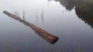 Утро на соседнем озере Конец Июля