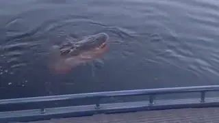 What to do if you accidentally catch an alligator while fishing 🐊