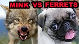 What Makes a Better Pet? Mink vs Ferrets.