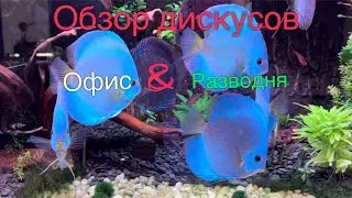 Обзор дискусов и скатов. Офис и разводня. ADC news 07.07.2024