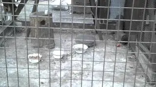 Чёрная белка