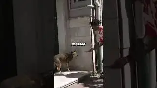 Ishowspeed Feeds a homeless dog 😢 #sad