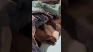 Я ж мать!🐈