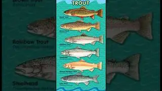 Common trout species 
