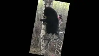 Young bear climbs tree stand to visit young Alberta man