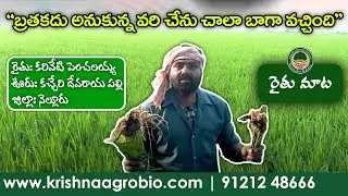 బతకదు అనుకున్న వరి చేను చాలా బాగా వచ్చింది I  Bio Capsule | Paddy | Nellore